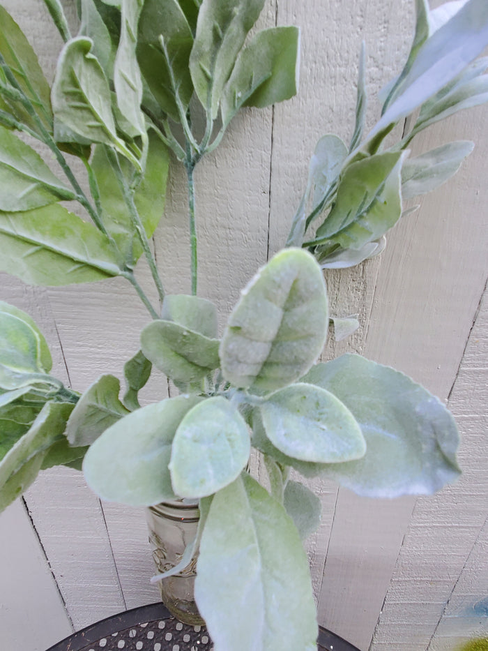 Lambs Ear Bush