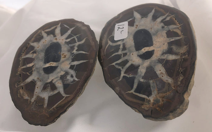 Septarian 33 - Morroco | Of Coins & Crystals